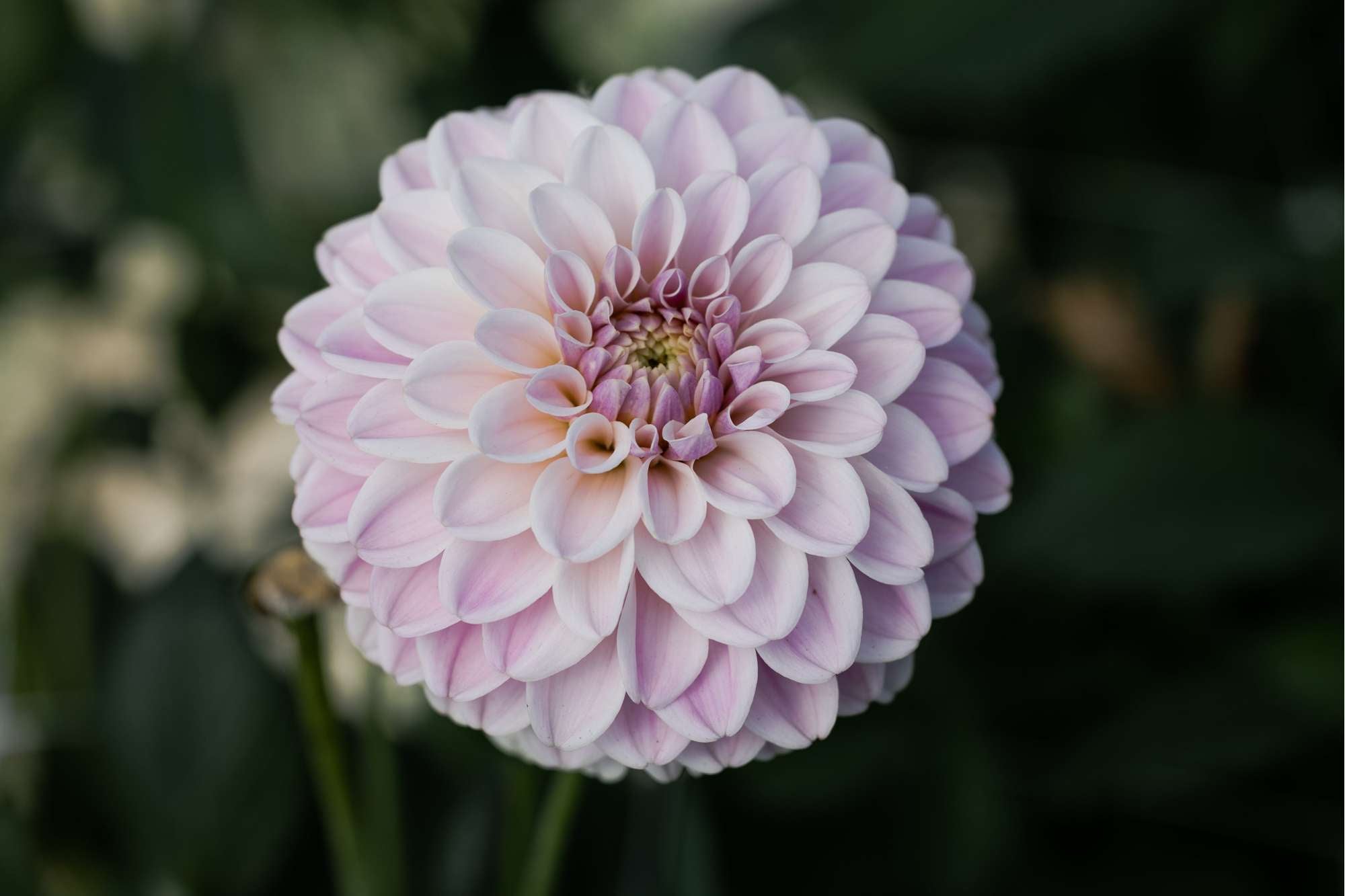 Dahlia 'Pink Silk'